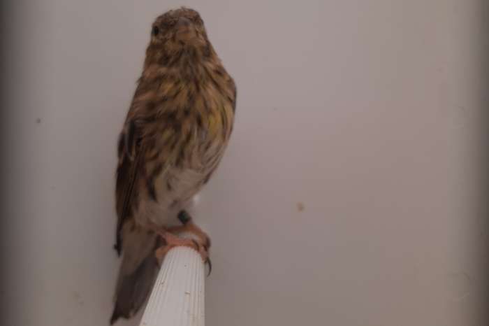 soorten europese kultuur vogels