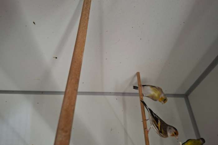 bastaarden putter+kanarie
