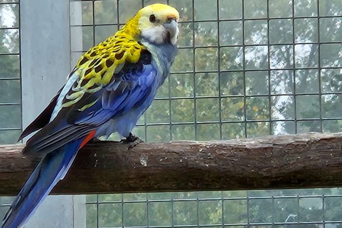 bleekkop rosella