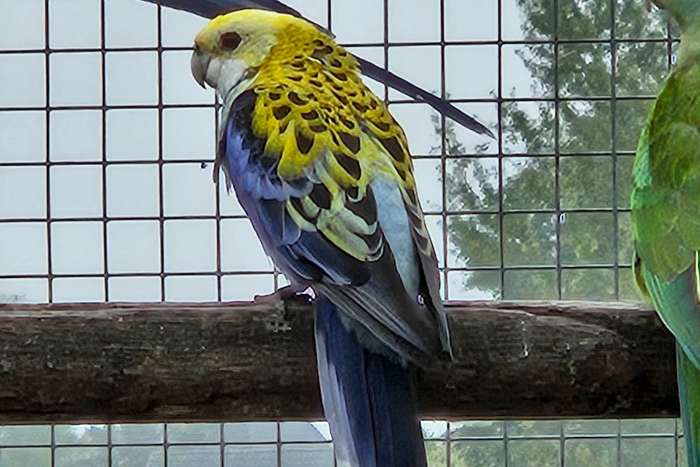 bleekkop rosella