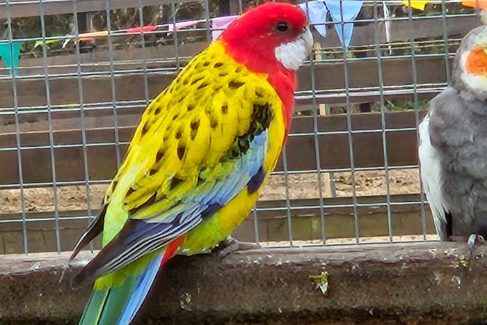 goudmantel rosella