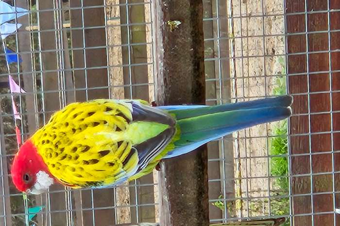 goudmantel rosella