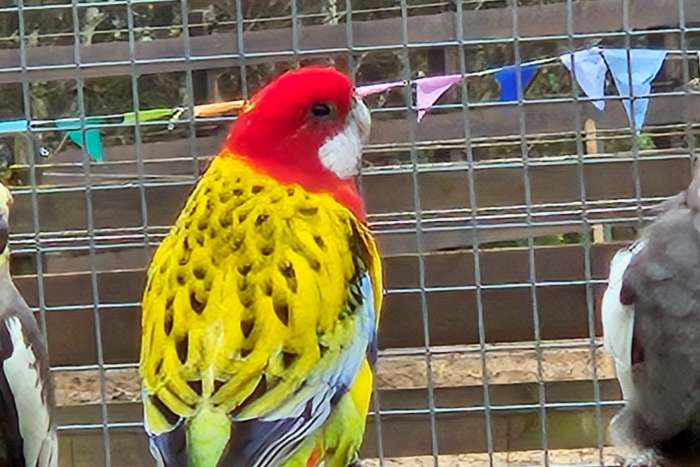 goudmantel rosella
