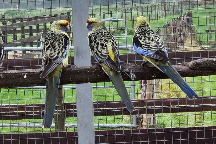 strogele rosella