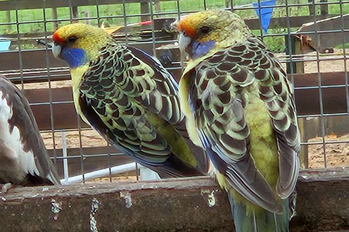 strogele rosella