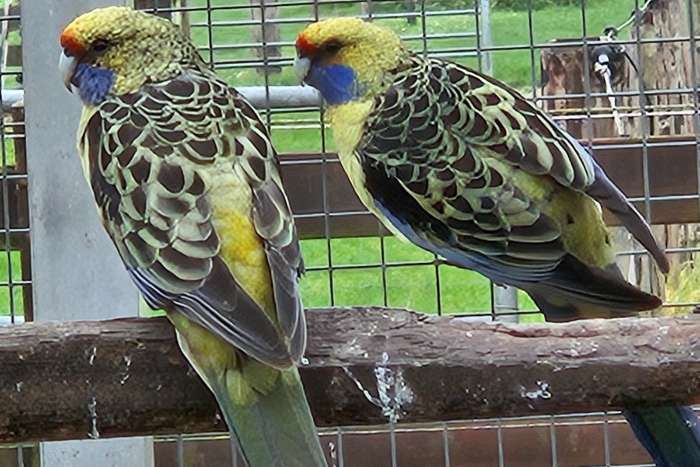strogele rosella