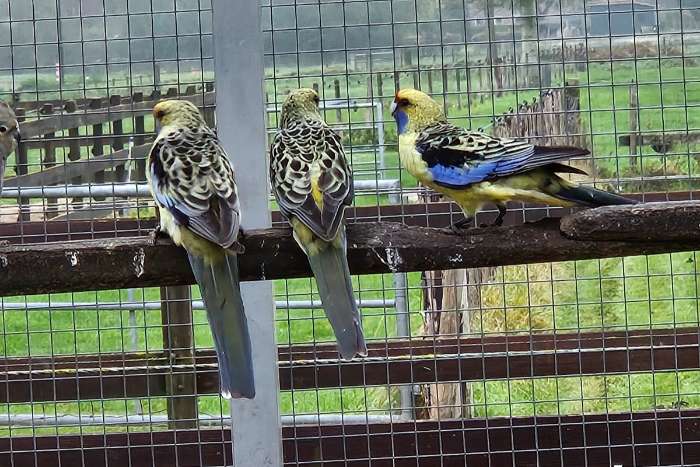 strogele rosella