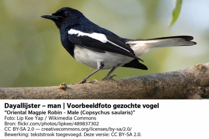 gezocht: dayallijsters koppel of losse man/pop