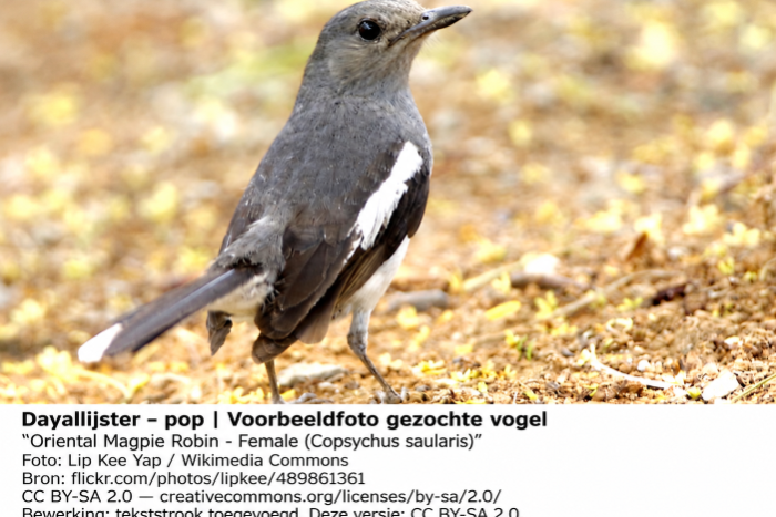gezocht: dayallijsters koppel of losse man/pop