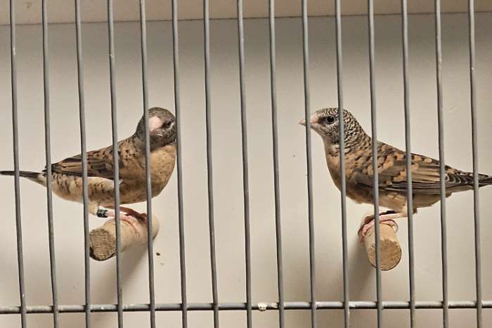 2 bandvink poppen