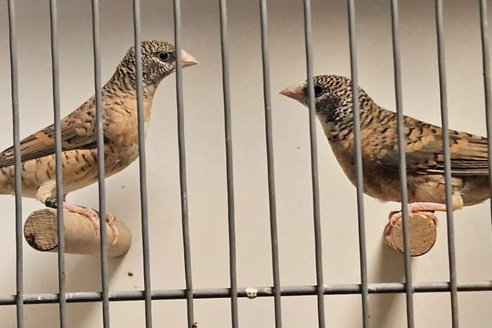2 bandvink poppen